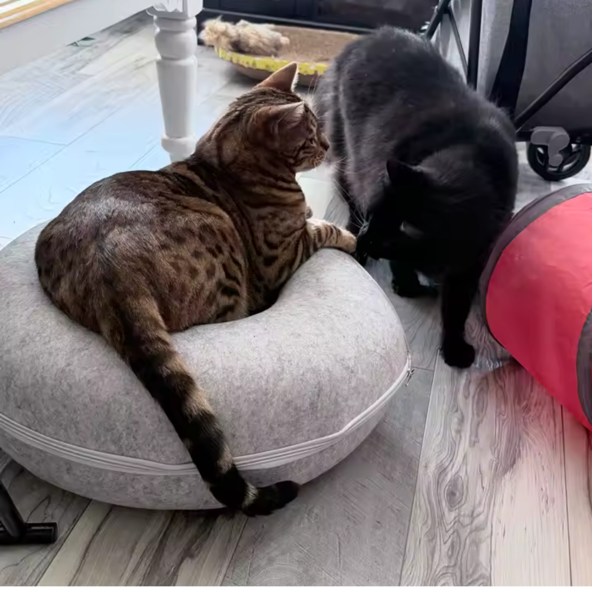 Cats resting and playing around a round felt cat tunnel bed with a cosy central nest.