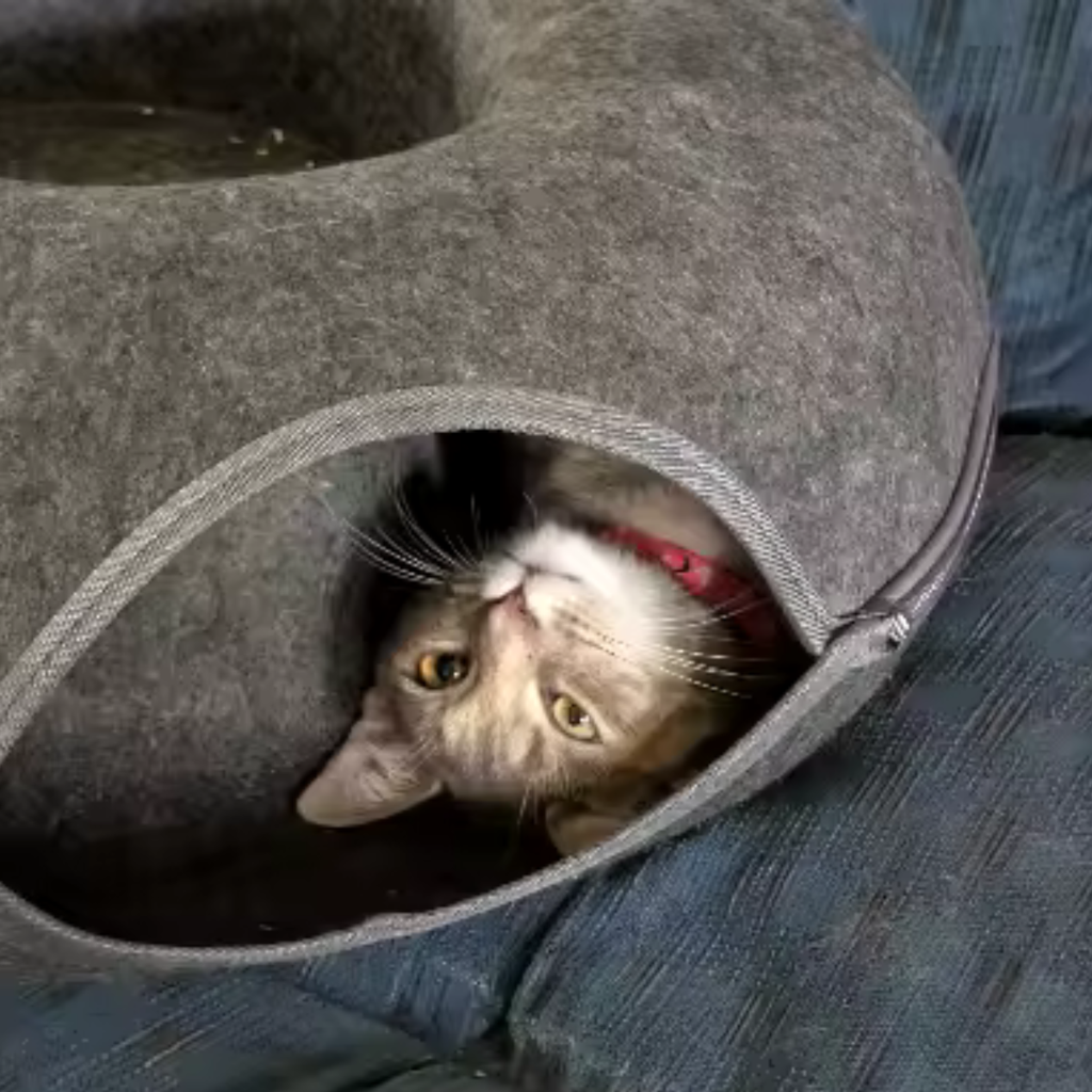 Cat peeking upside down through the opening of an enclosed circular felt cat tunnel bed, showing the tunnel and zippered edge.